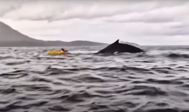 De kayakista a ‘snack’ de una ballena