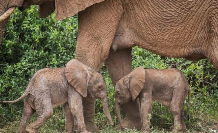Se da en Kenia inusual nacimiento de elefantes gemelos