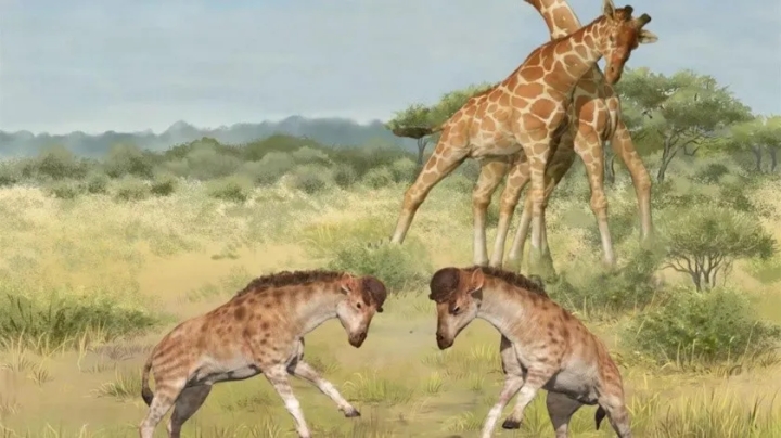 Un raro fósil aclara el origen del largo cuello de las jirafas