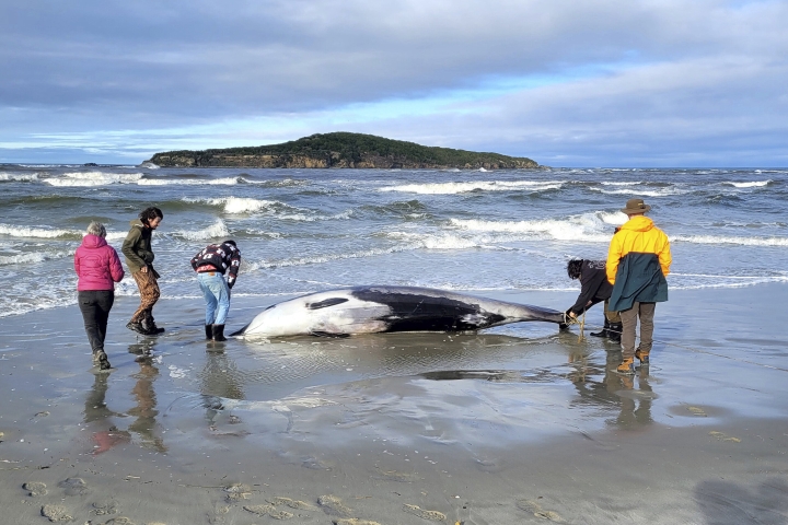 Encuentran en Nueva Zelanda cadáver de posible ballena más rara del mundo