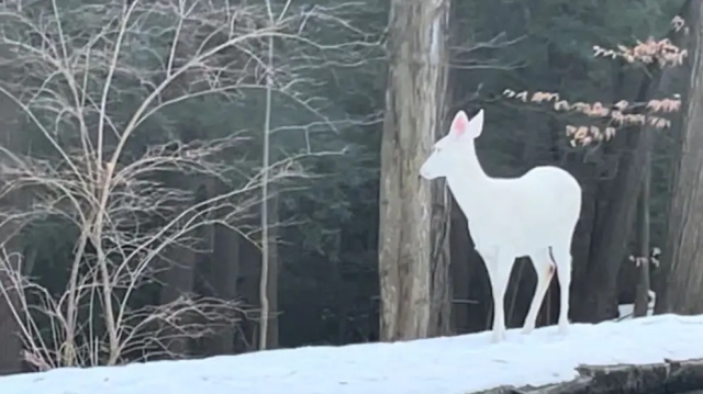 Ciervo Albino Salvaje: Un Fenómeno Atípico en la Naturaleza