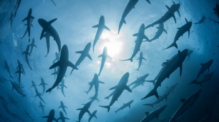 Estudio revela aumento drástico en la mortalidad de tiburones