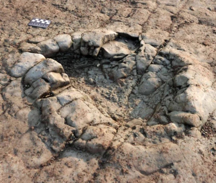 Descubren en Gales huellas de dinosaurios de hace 200 millones de años
