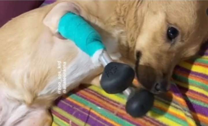 Rescatan a perrito callejero: le implantan cuatro prótesis biónicas