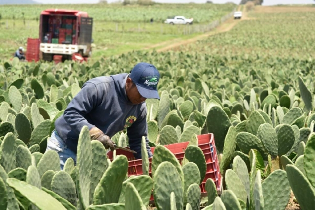 Morelos es líder en el cultivo de nopal, destacan productores.  