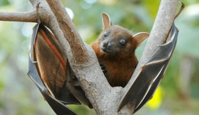 Los murciélagos, necesarios para conservar ecosistemas