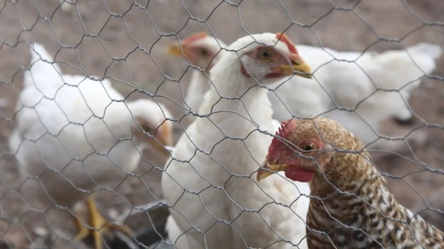 Detectan influenza aviar AH7N3 en granjas de Coahuila y Durango; sacrifican más de 731 mil aves