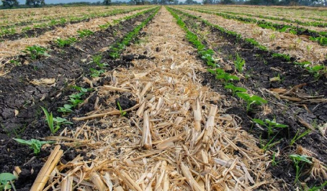 Las dependencias federales también llamaron a productores agropecuarios a adoptar prácticas alternativas al uso del fuego.