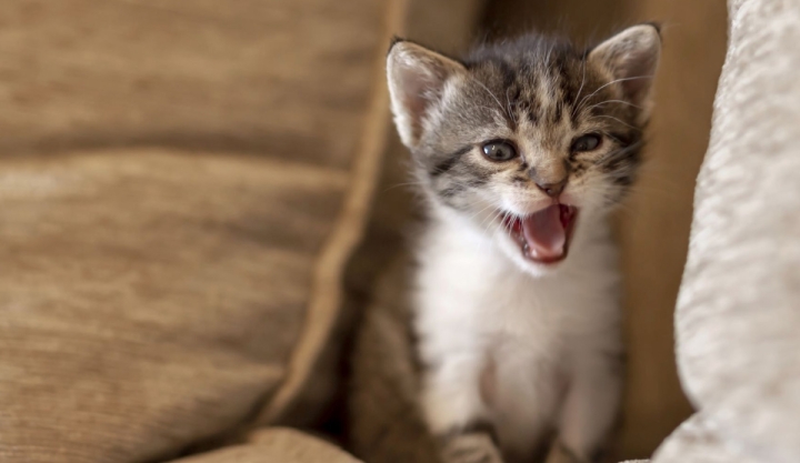 Tecnología que traduce los maullidos: cada vez más cerca de entender a tu gato