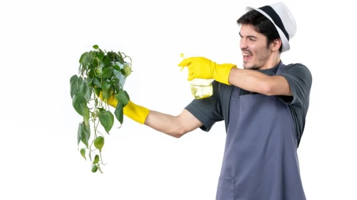 Cómo hacer insecticida casero con vinagre para que tus plantas crezcan sin plaga