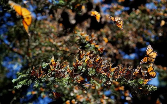 ¡Buenas noticias! Presencia de mariposa Monarca aumentó 35% en los bosques mexicanos