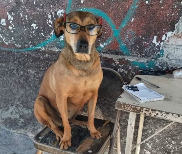 Perrita Canela, la sensación en redes por su &quot;trabajo&quot; en combis de Pachuca