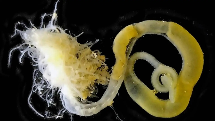Encuentran dos nuevas especies de gusanos en una cueva de Mallorca