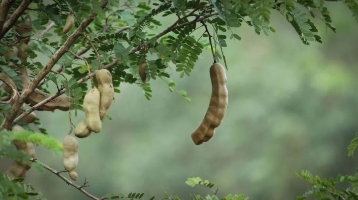 Aprende a cultivar tamarindo en una maceta para que nunca falte en tu hogar