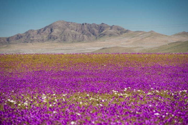 El desierto de Atacama se llena de flores ¿Por qué?