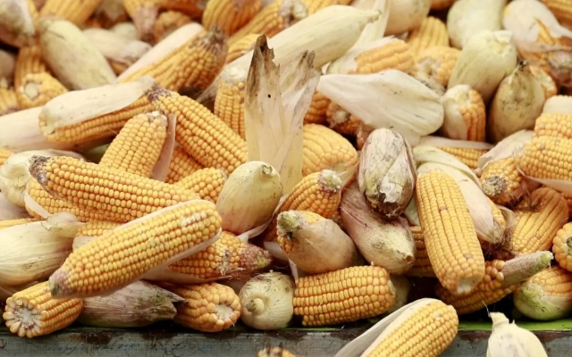 Buscan detectar maíz transgénico en tortillas